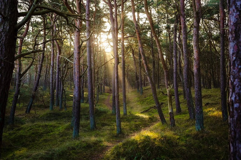 Forest Bathing Retreat