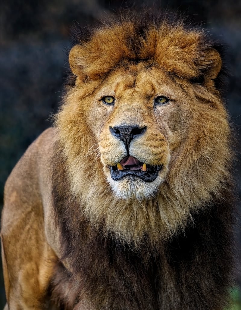 Kruger National Park